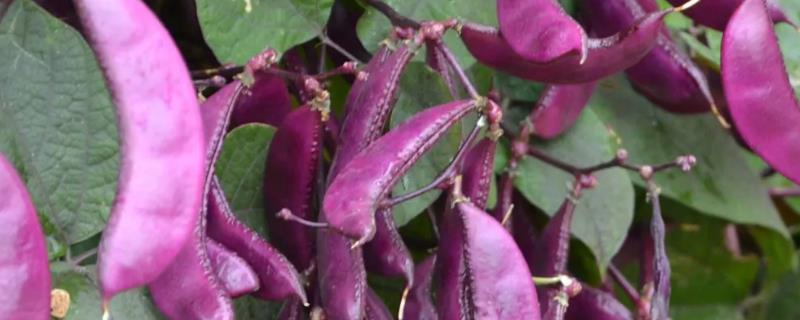紫扁豆何时播种，附种植方法