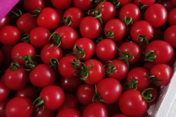 小果番茄种植方法，附种植管理技术