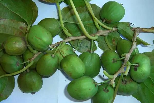 软枣猕猴桃苗售价，附种植时间