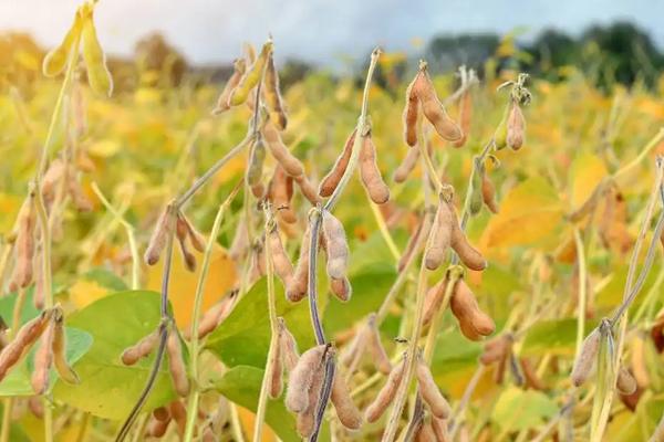 秋黄豆播种时间，附播种方法