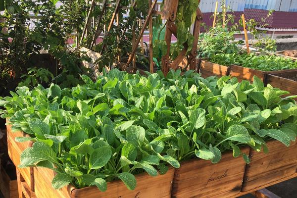 如何在阳台种植蔬菜，附什么蔬菜适合在阳台种植