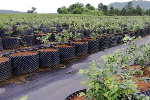 蓝莓苗的价格，附栽培方法