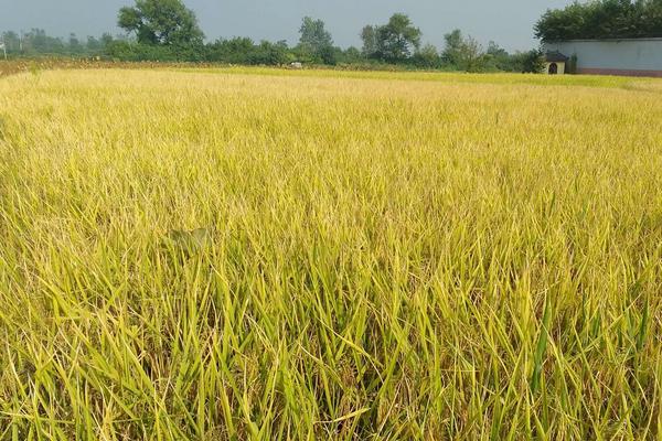 一季稻播种时间，附水稻主要品种