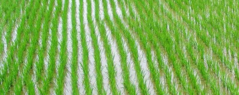 各地区水稻播种时间