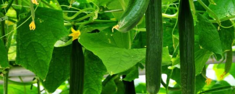 黄瓜种植方法，附种植管理技术