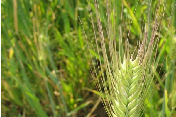 大麦应该如何种植，附大麦的变种