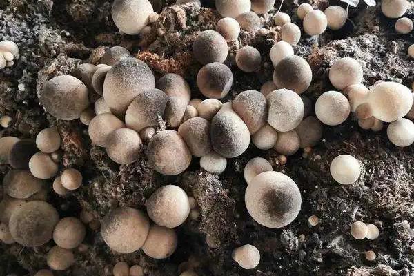 草菇菌种售价，附不出菇的原因