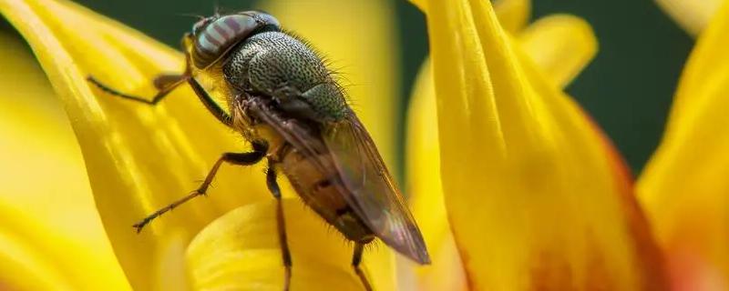 果蝇用什么农药防治