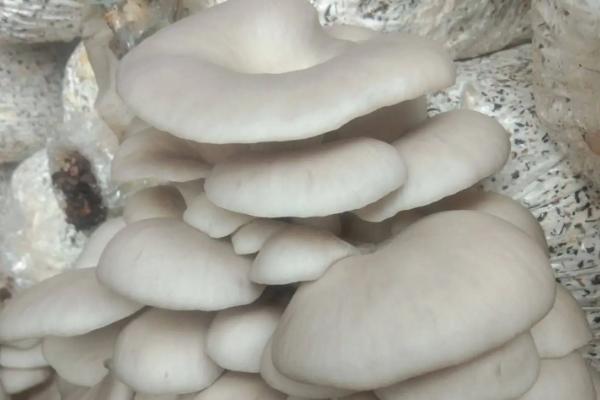 蘑菇出菇后能不能喷水