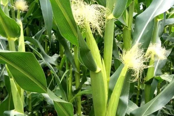 灭草松对玉米有影响吗