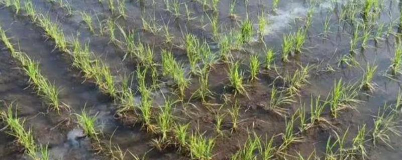 2甲灭草松对水稻有害吗