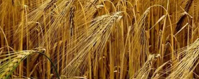 小麦用磷酸二氢钾拌种有什么好处