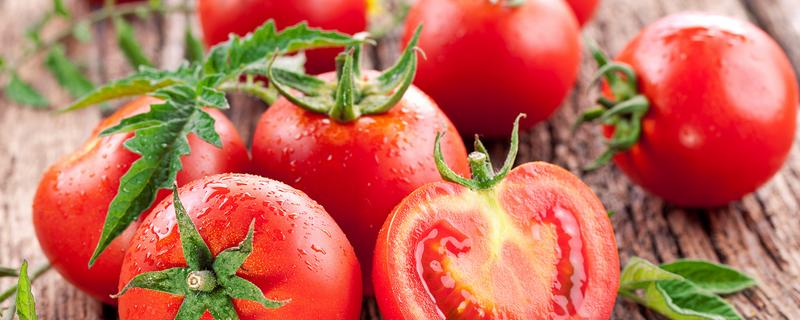 西红柿是水果吗