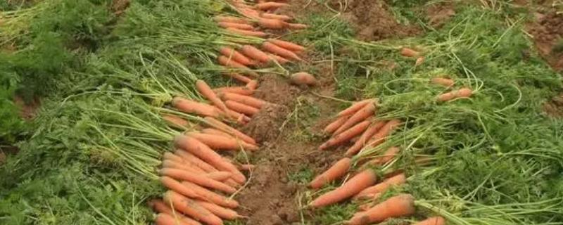 胡萝卜一般生长周期为几个月