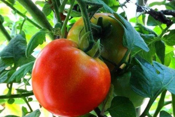 西红柿从挂果到成熟要多久