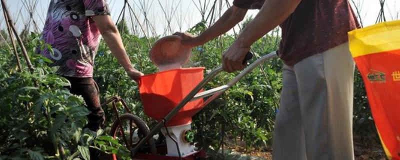 西红柿施肥时间和施肥量