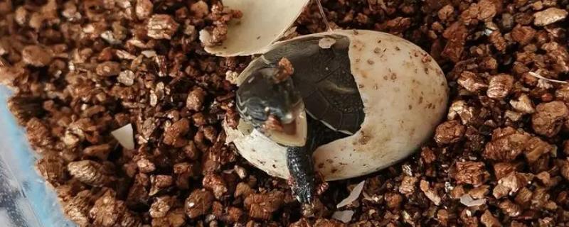 草龟蛋需要孵化多久