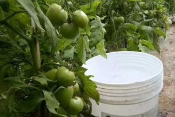 西红柿追肥用什么肥料