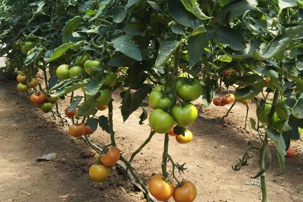 西红柿追肥用什么肥料