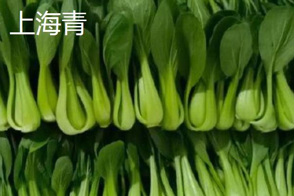 上海青和油菜是同一种菜吗