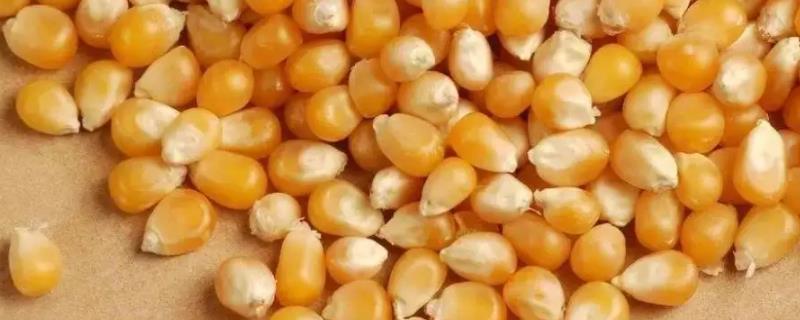 玉米种子多少天成熟