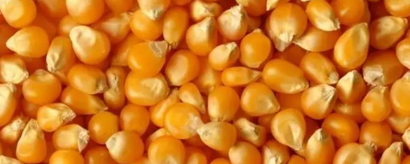 玉米种子发芽率标准
