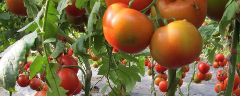 西红柿种植时间