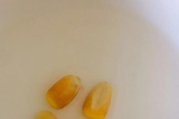 玉米种子如何快速发芽