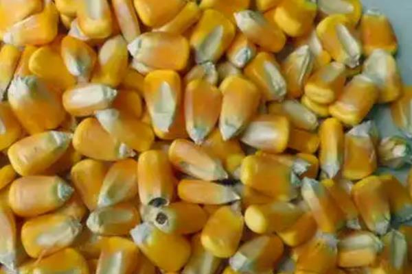 玉米种子如何快速发芽