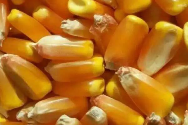 玉米种子缺一部分能发芽吗