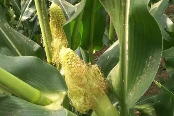 玉米从开花到成熟需要多久