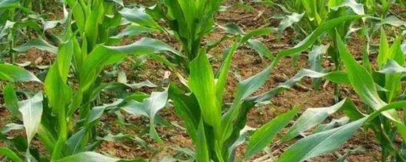6月1日种玉米能成熟吗