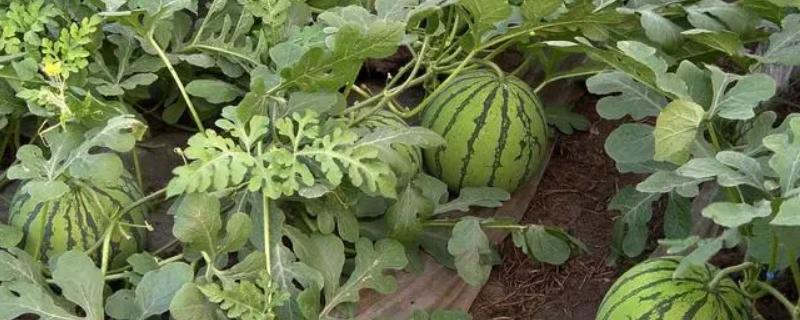 一亩地能产多少斤西瓜
