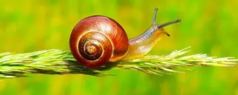 蜗牛的外形特征和生活特征