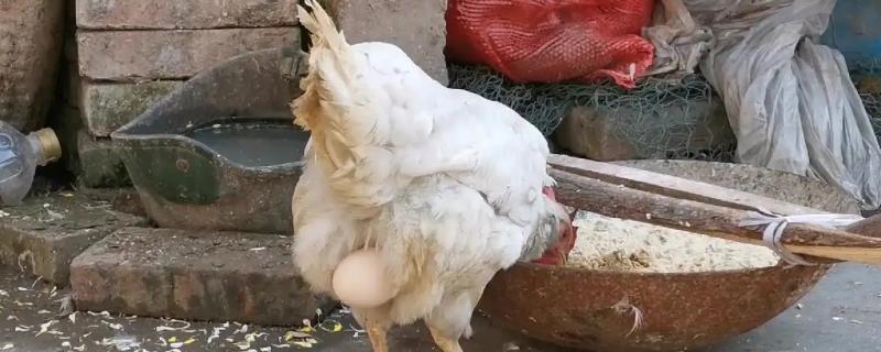 母鸡需要公鸡受精才能下蛋吗