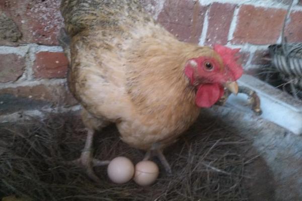 母鸡需要公鸡受精才能下蛋吗