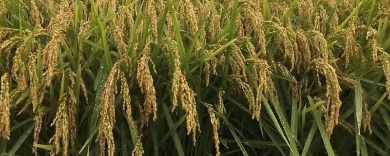 龙粳3013水稻品种简介