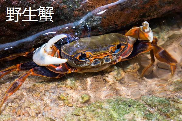 如何饲养在小溪里抓到的螃蟹