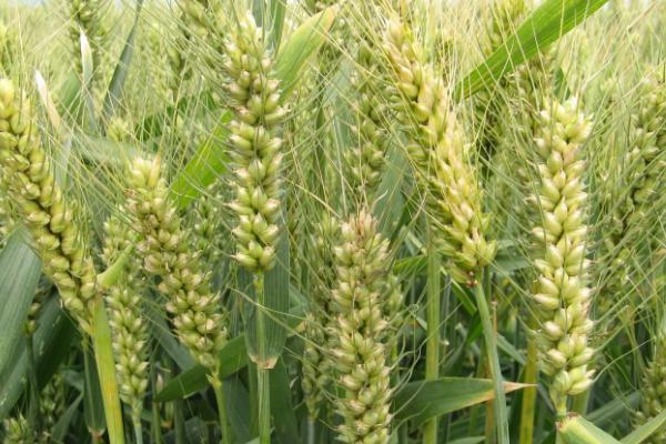 囤麦127小麦品种介绍