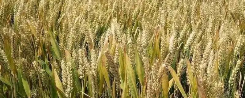 万丰505小麦品种的特征特性