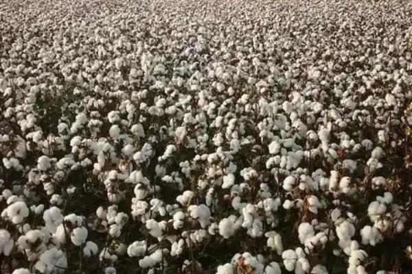 棉花传入中国的历史