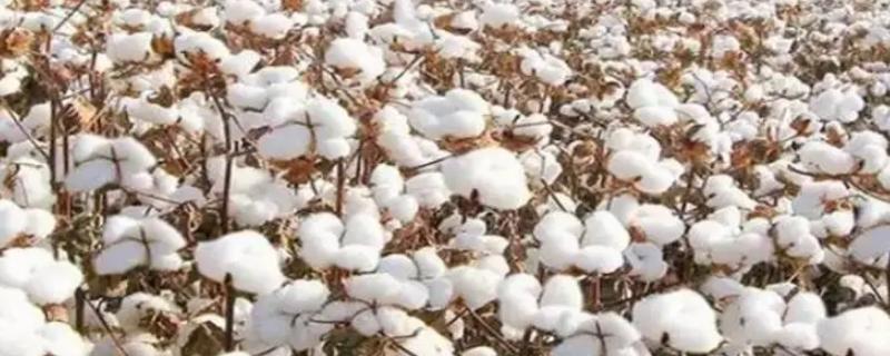 棉花是什么时候传入中国的
