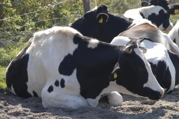 奶牛产后瘫痪的原因与治疗方法
