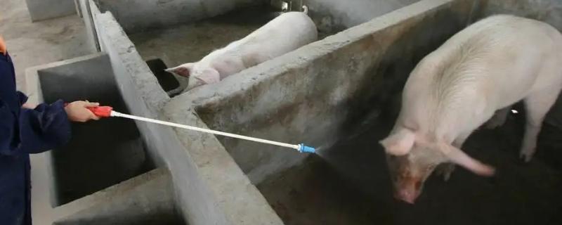 高锰酸钾能不能直接喷在猪身上