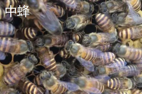 中蜂和意蜂有什么区别