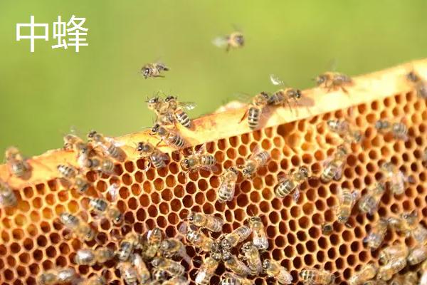 中蜂和意蜂有什么区别