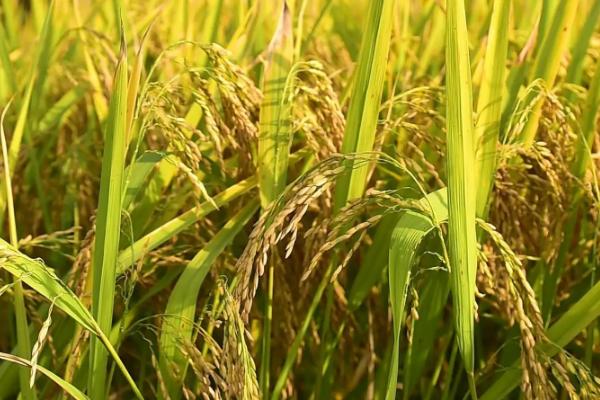 云南水稻的种植历史有多久