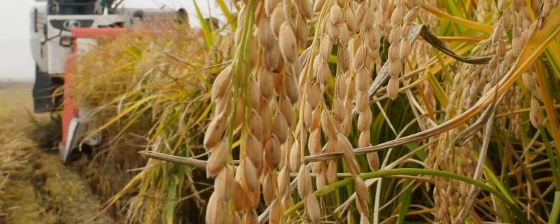 云南水稻的种植历史有多久