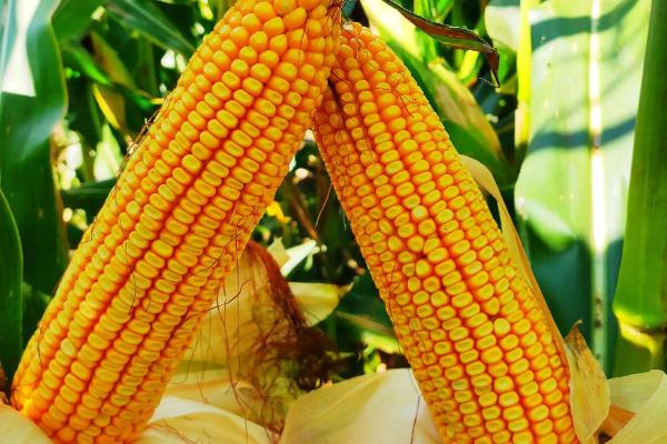 丰度191玉米种的特征特性