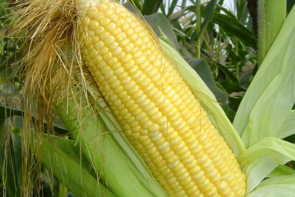 黄金粮my73玉米种的特征特性